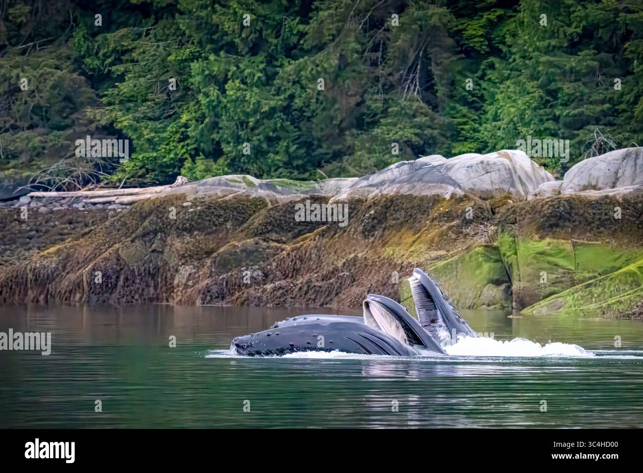 Buckelwale, die Heringe im Knight Inlet, dem traditionellen Gebiet der da’Naxda’xw Awaetlala First Nation, in British Columbia, Cana, fressen Stockfoto