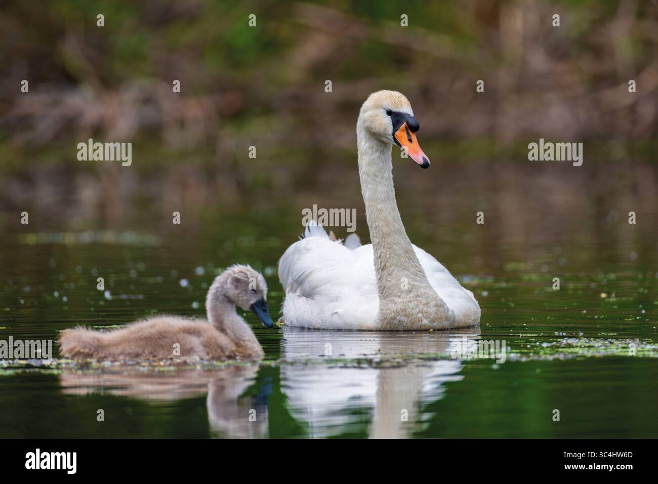Schwan mit Baby stummschalten. Zygneten am Sommertag in ruhigem Wasser. Vogel im Naturraum. Tierwelt Stockfoto