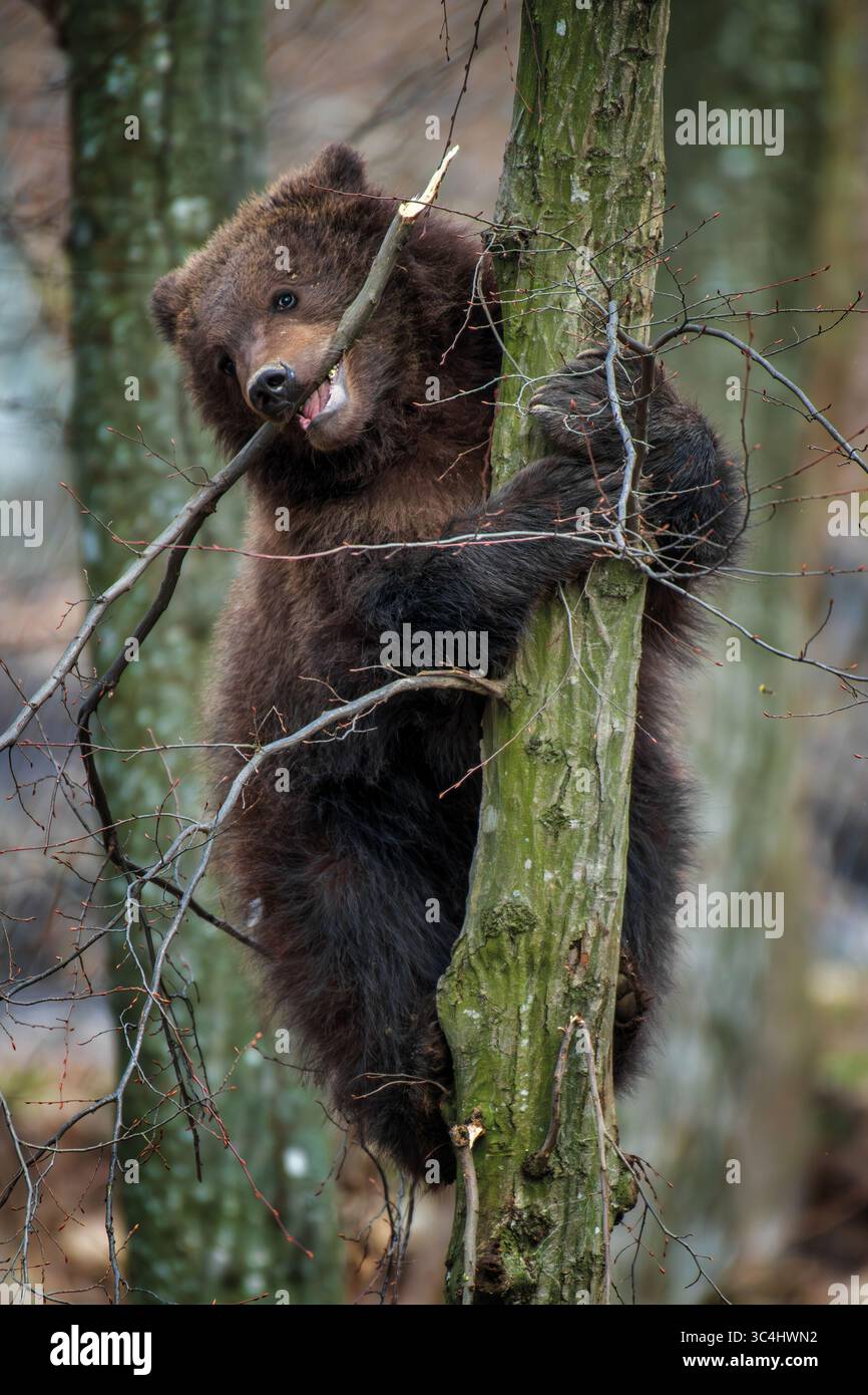 Junge Braunbärenjunge klammert sich an die Seite des Baumes. Tier im Naturraum. Tierwelt aus Europa Stockfoto