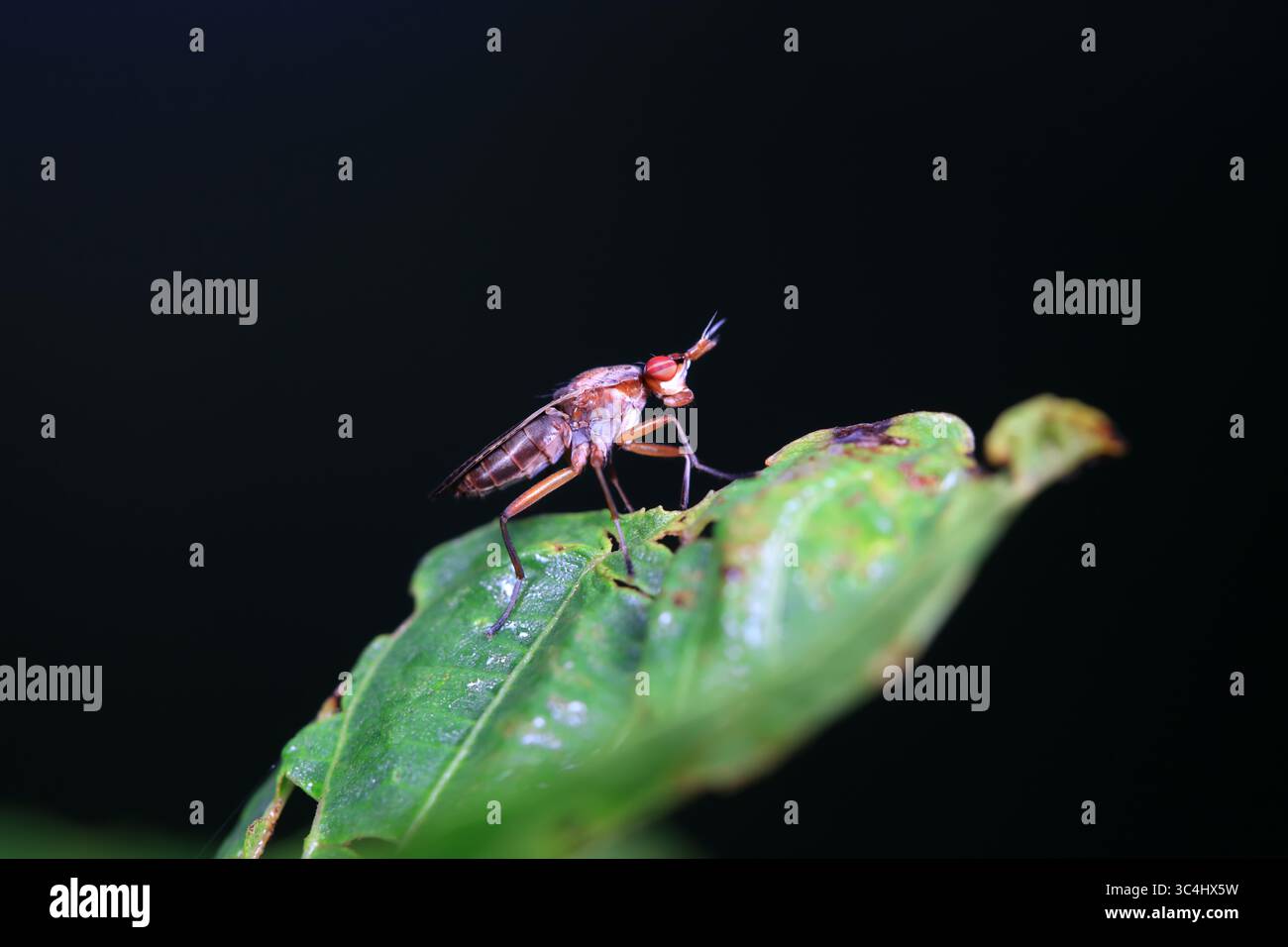 Fliegt Insekten auf dem Unkraut Stockfoto