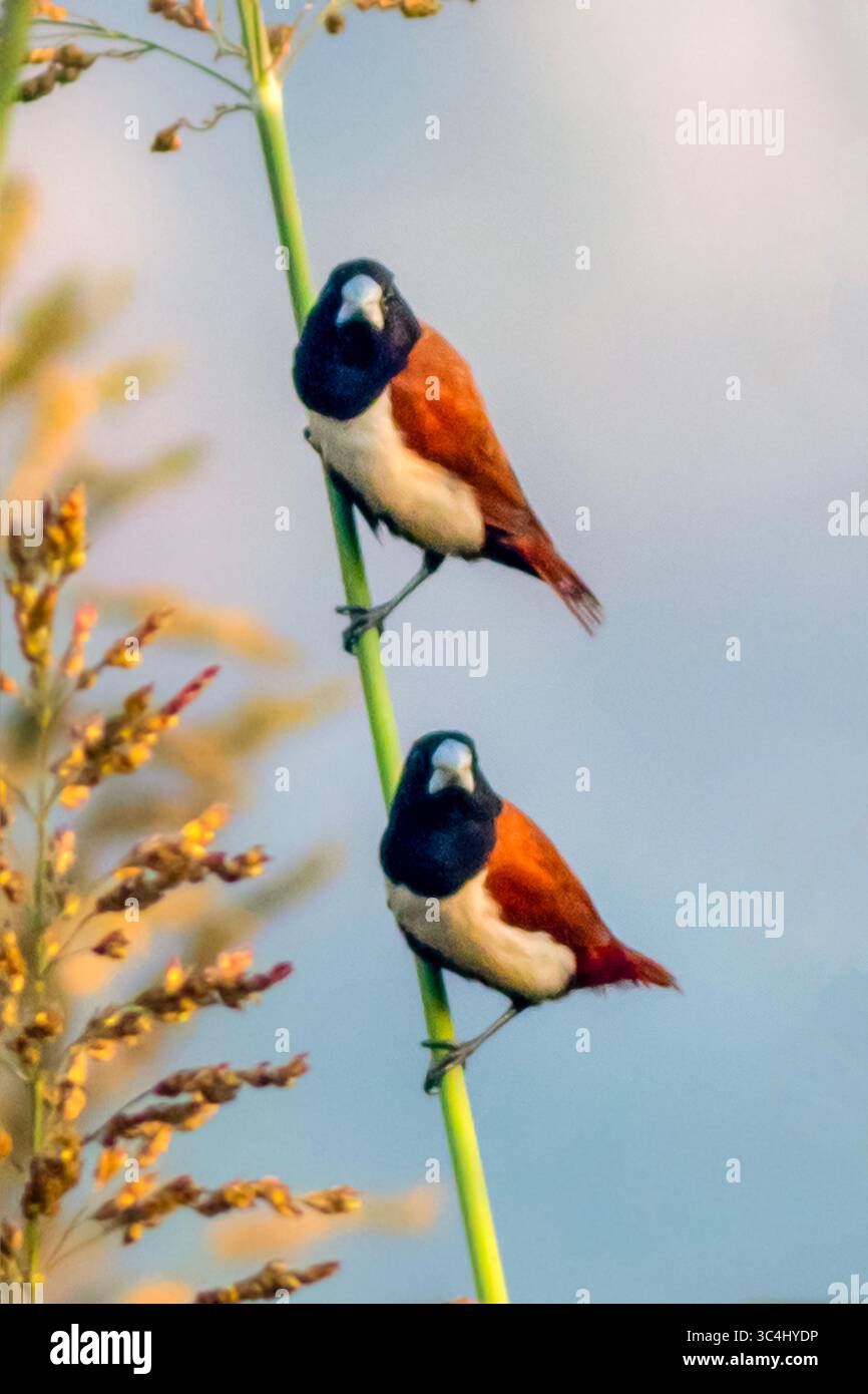 Die dreifarbige Munia ist ein Östrildid finch, der in Bangladesch, Indien, Sri Lanka, Pakistan, und Südchina. Stockfoto