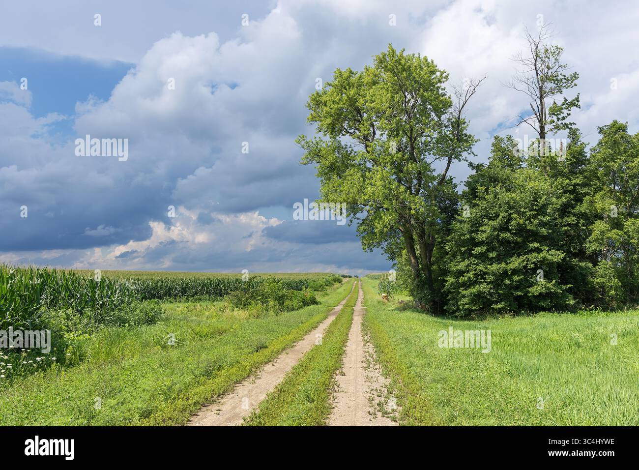 Eine unbefestigte Straße der Ebene B durch Maisfelder im ländlichen Südosten von Iowa. Stockfoto