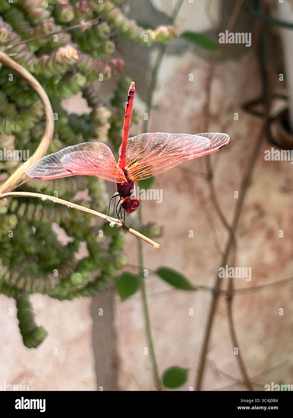 Eine markante rote Libelle liegt sanft auf einem dünnen Zweig und zeigt ihre transparenten Flügel inmitten üppiger grüner Pflanzen in einer friedlichen Umgebung. Stockfoto