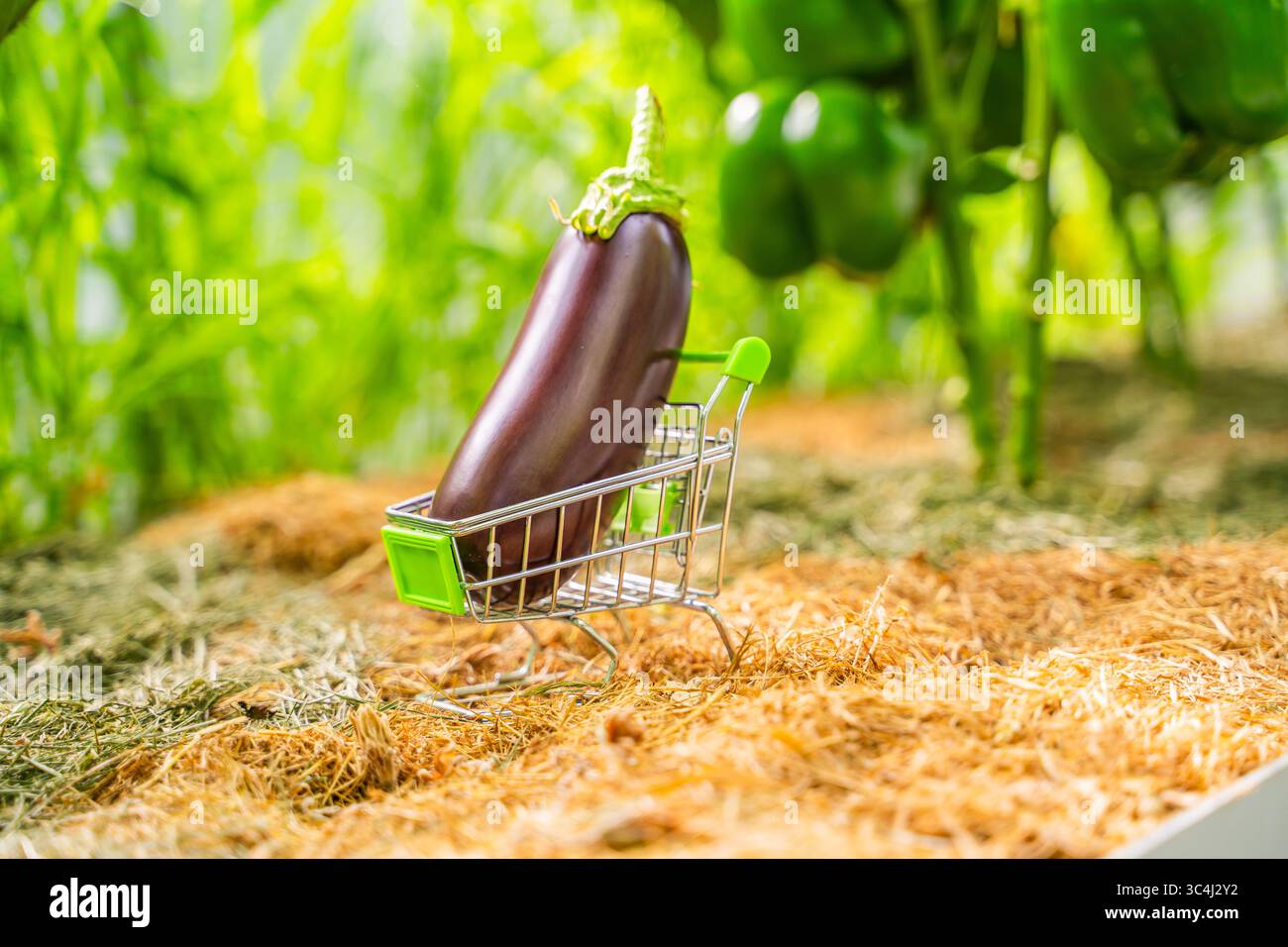 Auberginen in einem kleinen Einkaufswagen auf einem Bett in einem Gewächshaus, Nahaufnahme. Selbst angebaute Auberginen. Stockfoto