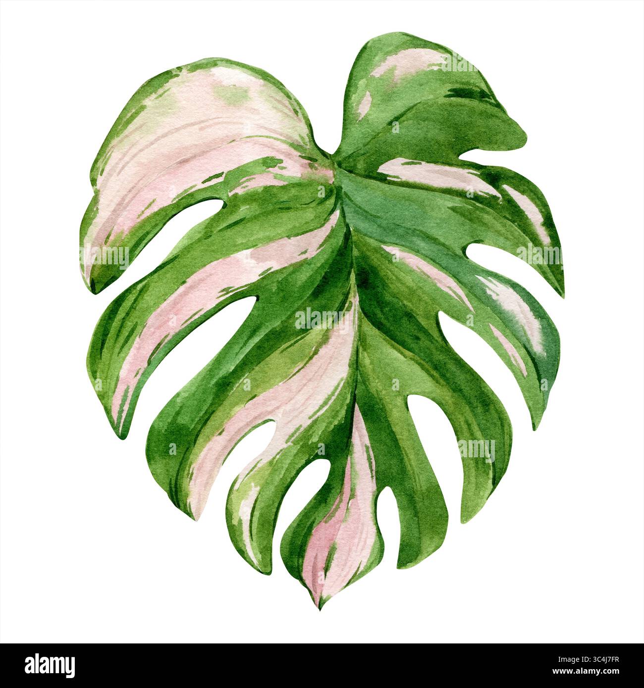 Monstera bunt -Fotos und -Bildmaterial in hoher Auflsung  Alamy