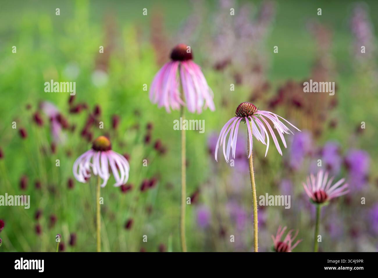 Nahaufnahme von Echinacea pallida Blumen in einem Gartenrand im Sommer. Blassrosafarbener Coneflower in einem Garten. Stockfoto