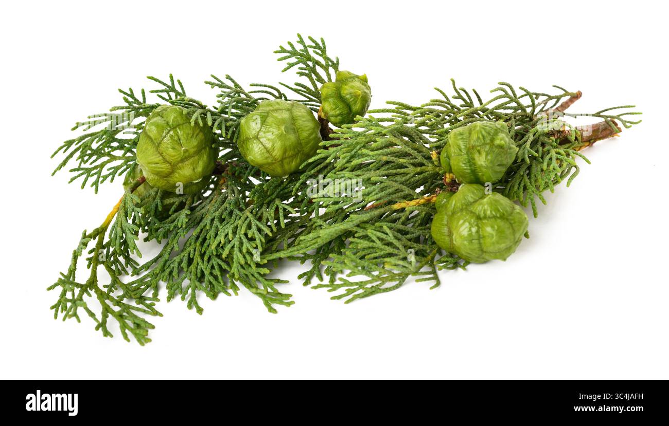 Zypressenzweig mit Kegeln isoliert auf weiß Stockfoto