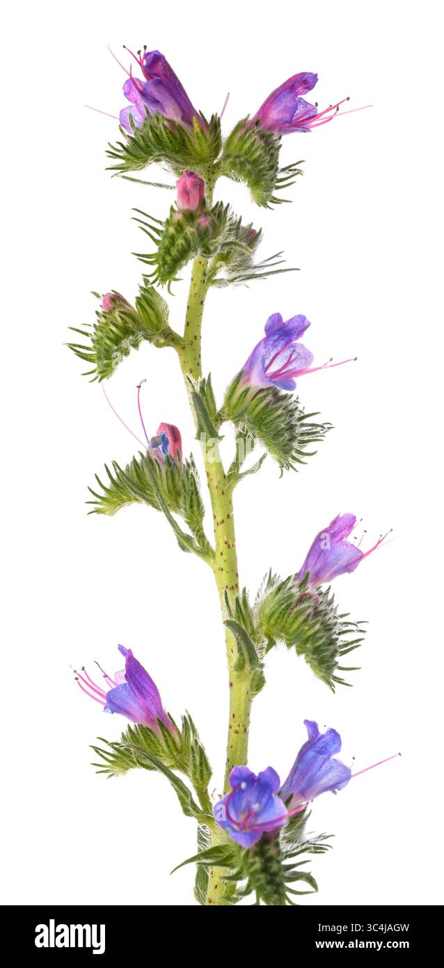 Vipers Bugloss isoliert auf weißem Hintergrund Stockfoto