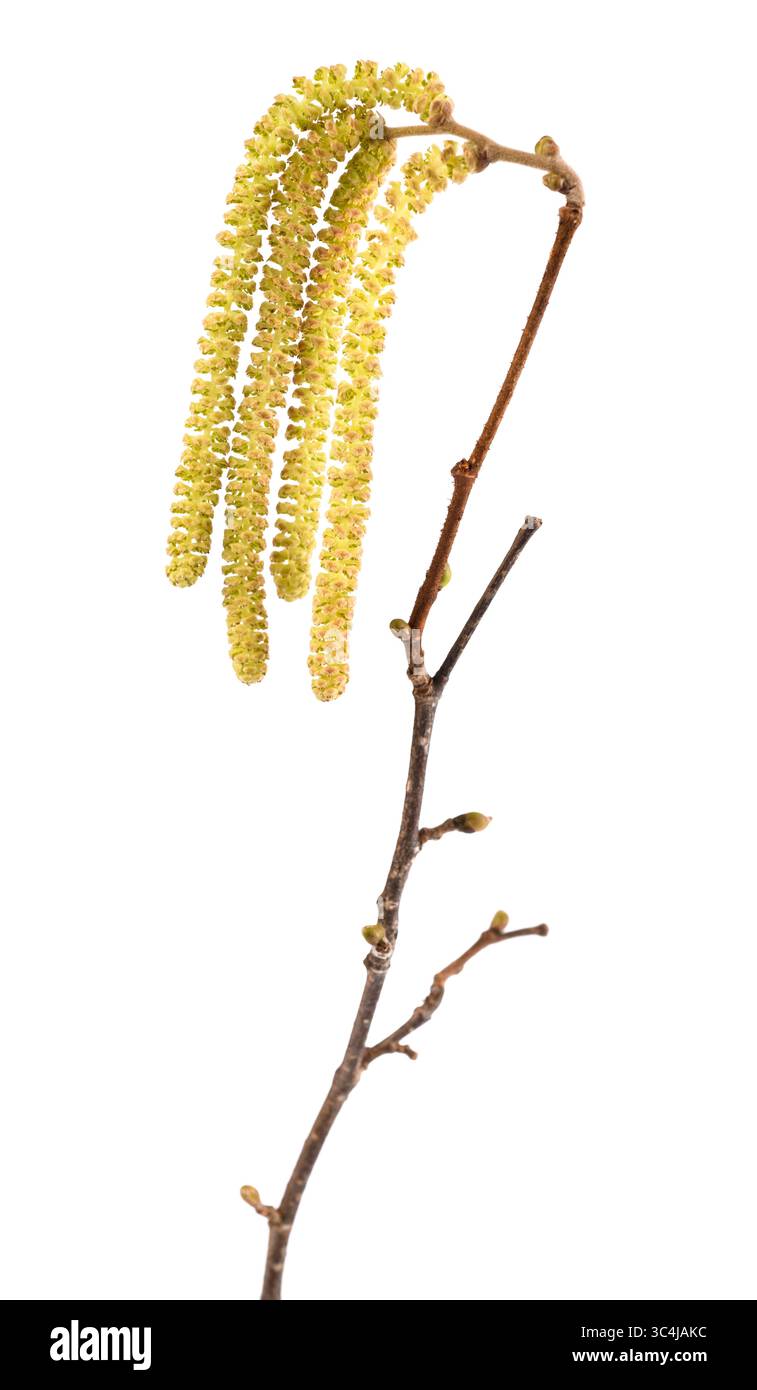 Haselnuss-Kätzchen isoliert auf weißem Hintergrund Stockfoto
