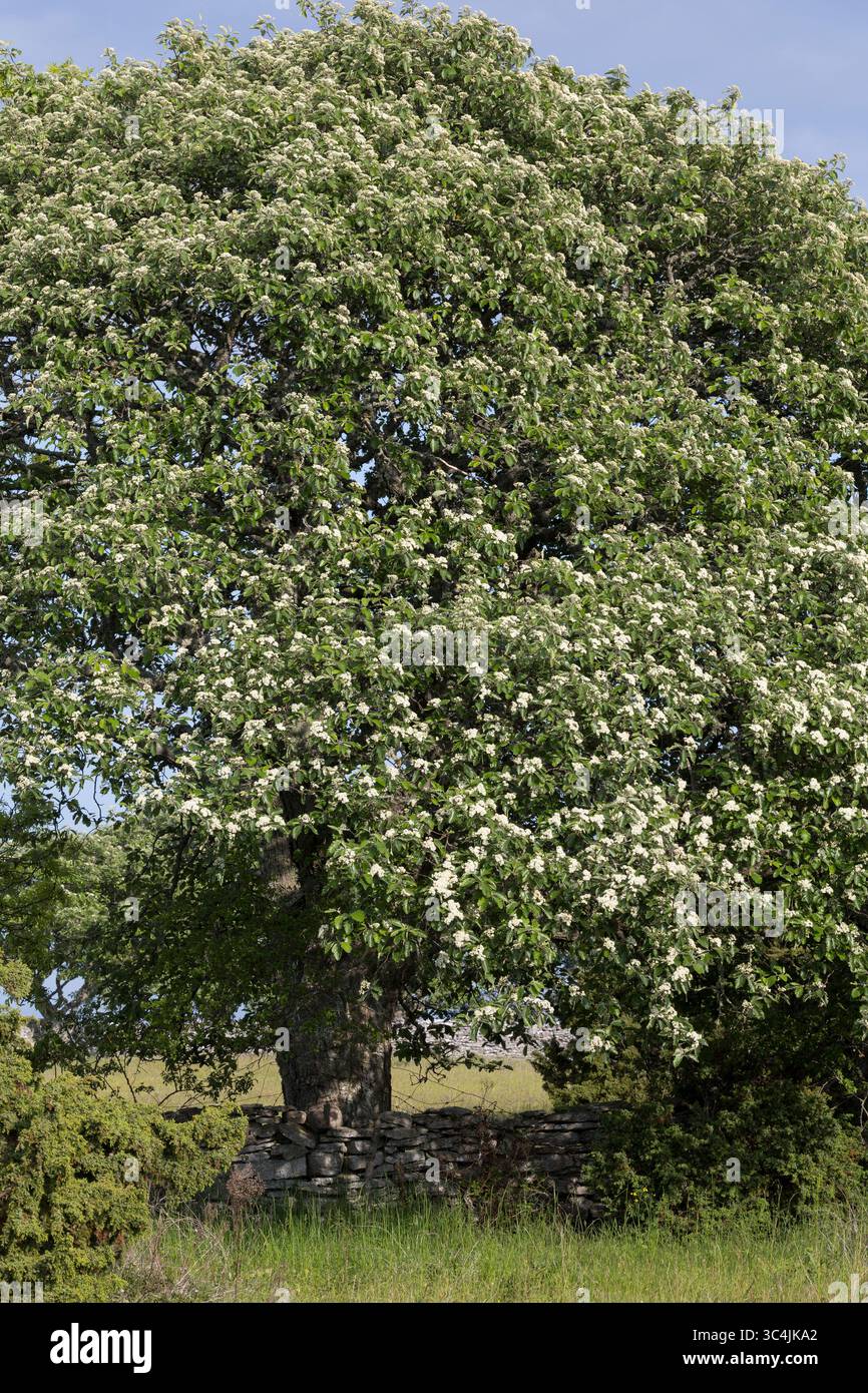Schwedische Mehlbeere, Schwedische Mehl-Beere, Schwedische Vogelbeere, Mehlbeere, Oxalbeere, Sorbus intermedia, Borkhausenia intermedia, Scandosorbus Stockfoto
