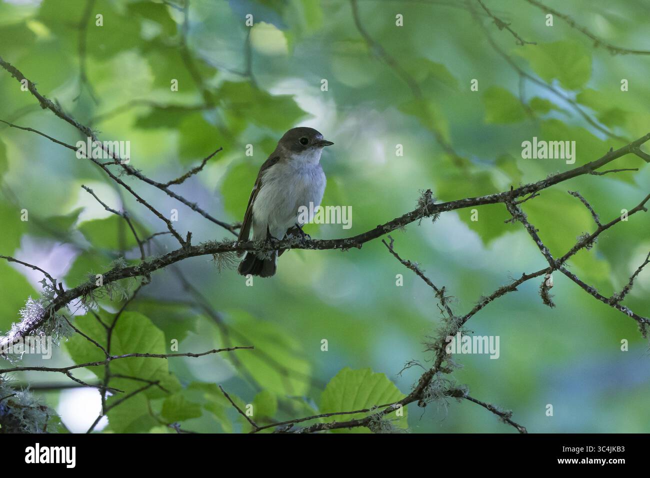 Halsbandschnäpper, Halsband-Schnäpper, Weibchen, Ficedula albicollis, Kragenschnäpper, weiblich, Le Gobe-mouche à collier Stockfoto