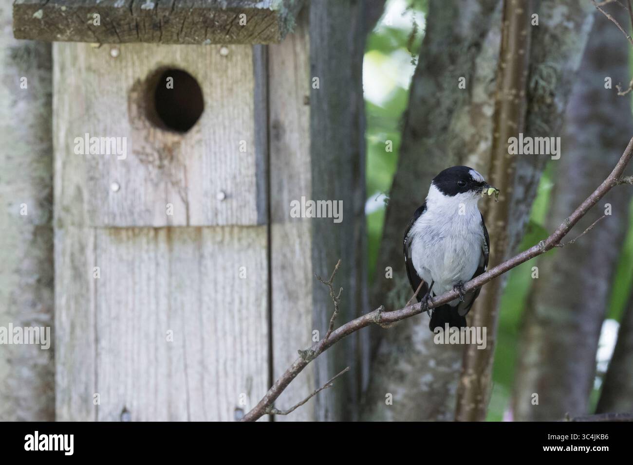 Halsbandschnäpper, Halsband-Schnäpper, Männchen fütternd an Nistkasten, Ficedula albicollis, Kragenschnäpper, männlich, Le Gobe-mouche à collier Stockfoto