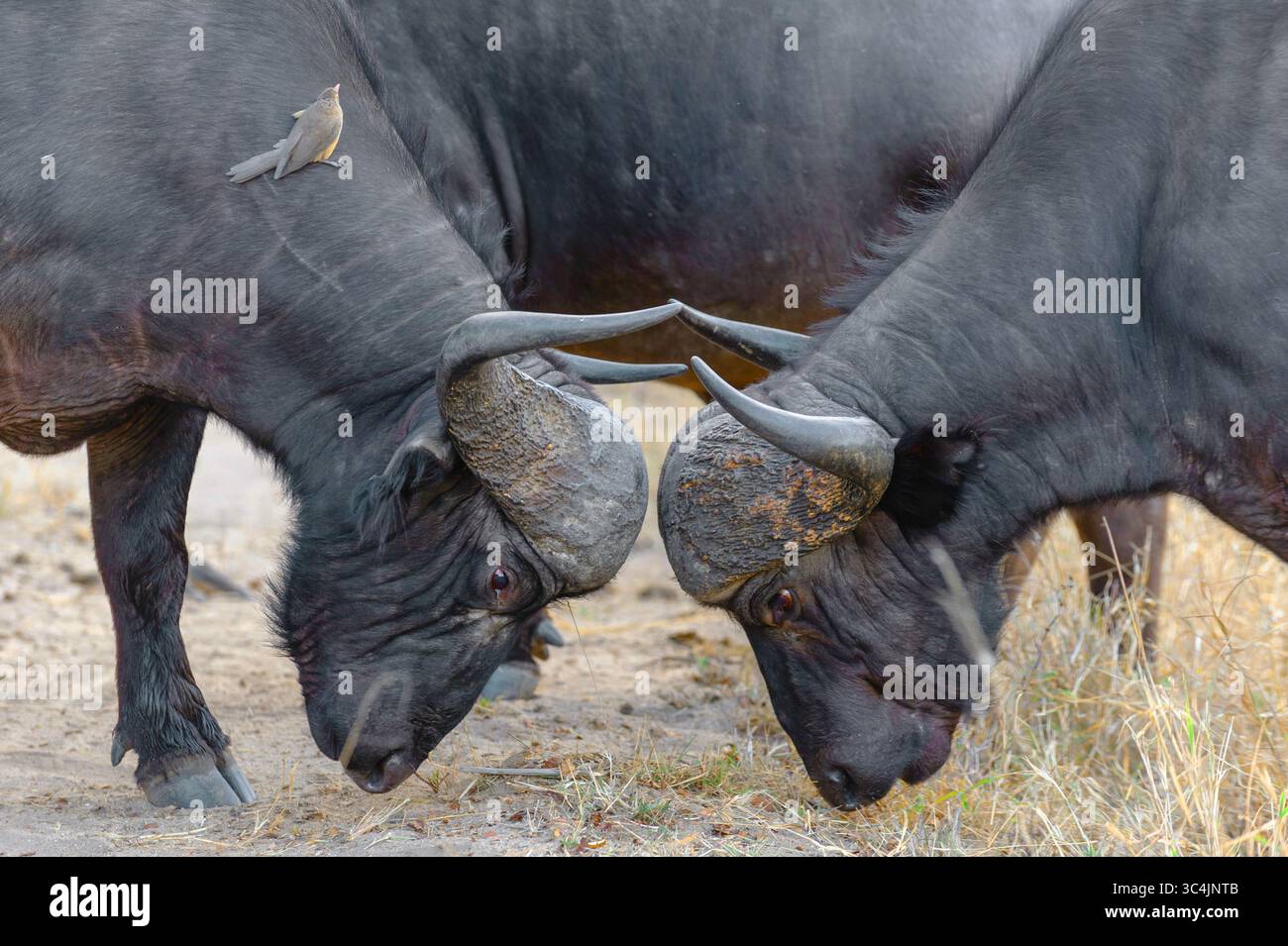 Afrikanischer Büffel (Syncerus Caffer), kämpfende Büffel, Oxpecker, der auf dem Hals eines Büffels thront, Südafrika, Mala Mala Game Reserve Stockfoto