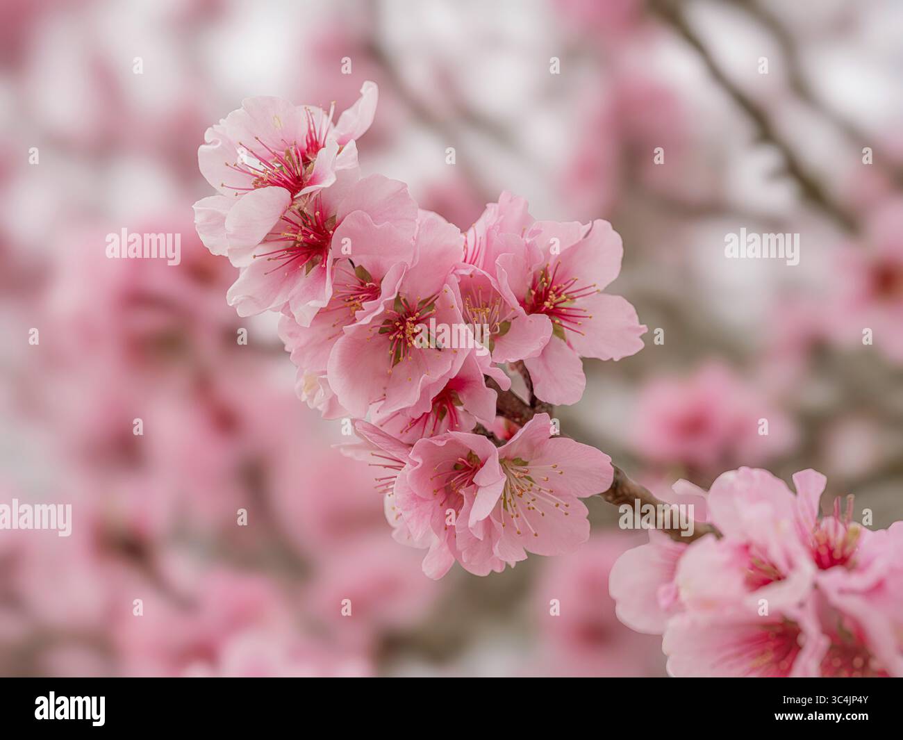 Pfirsich (Prunus persica), blühender Pfirsichzweig, Deutschland, Rheinland-Pfalz Stockfoto