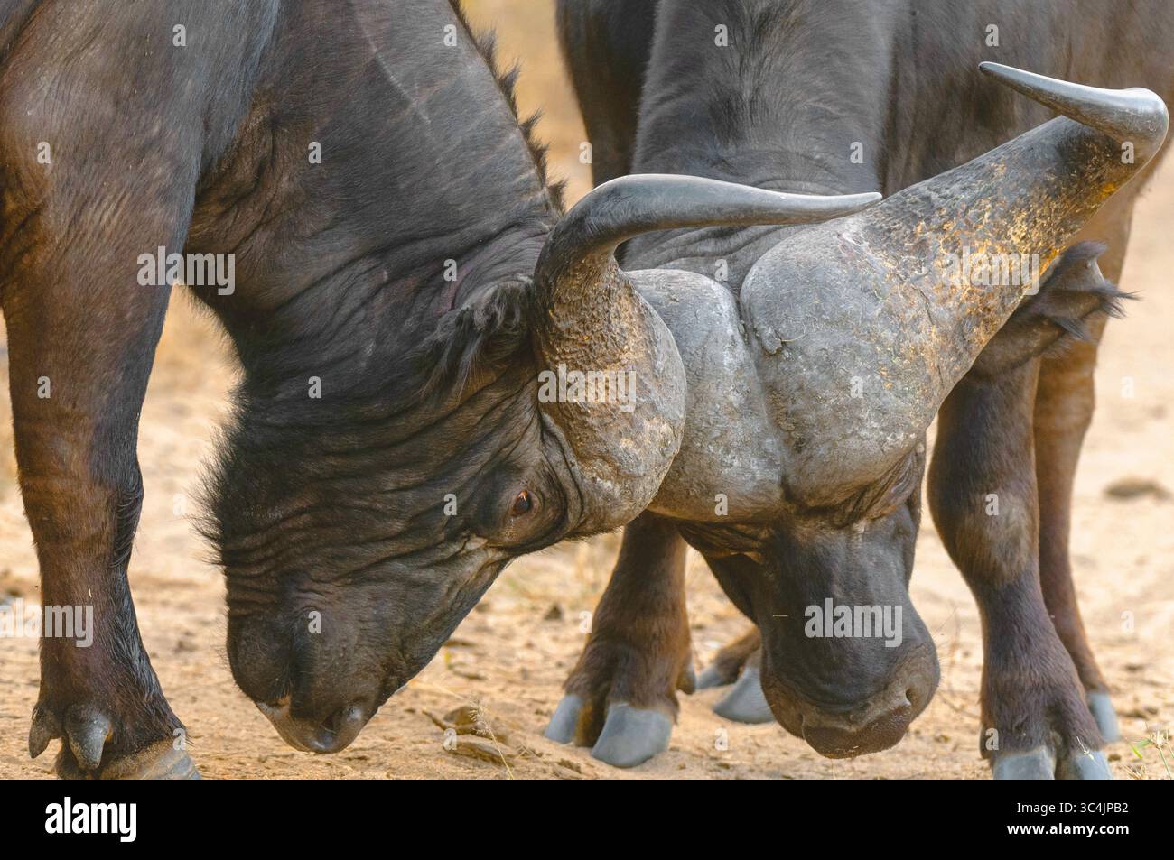 Afrikanischer Büffel (Syncerus Caffer), Kampfbüffel, Porträt, Südafrika, Mala Mala Game Reserve Stockfoto