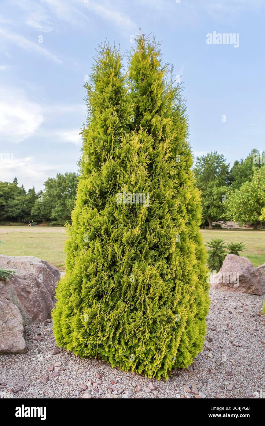 Thuja occidentalis -Fotos und -Bildmaterial in hoher Auflsung - Seite 3 -  Alamy