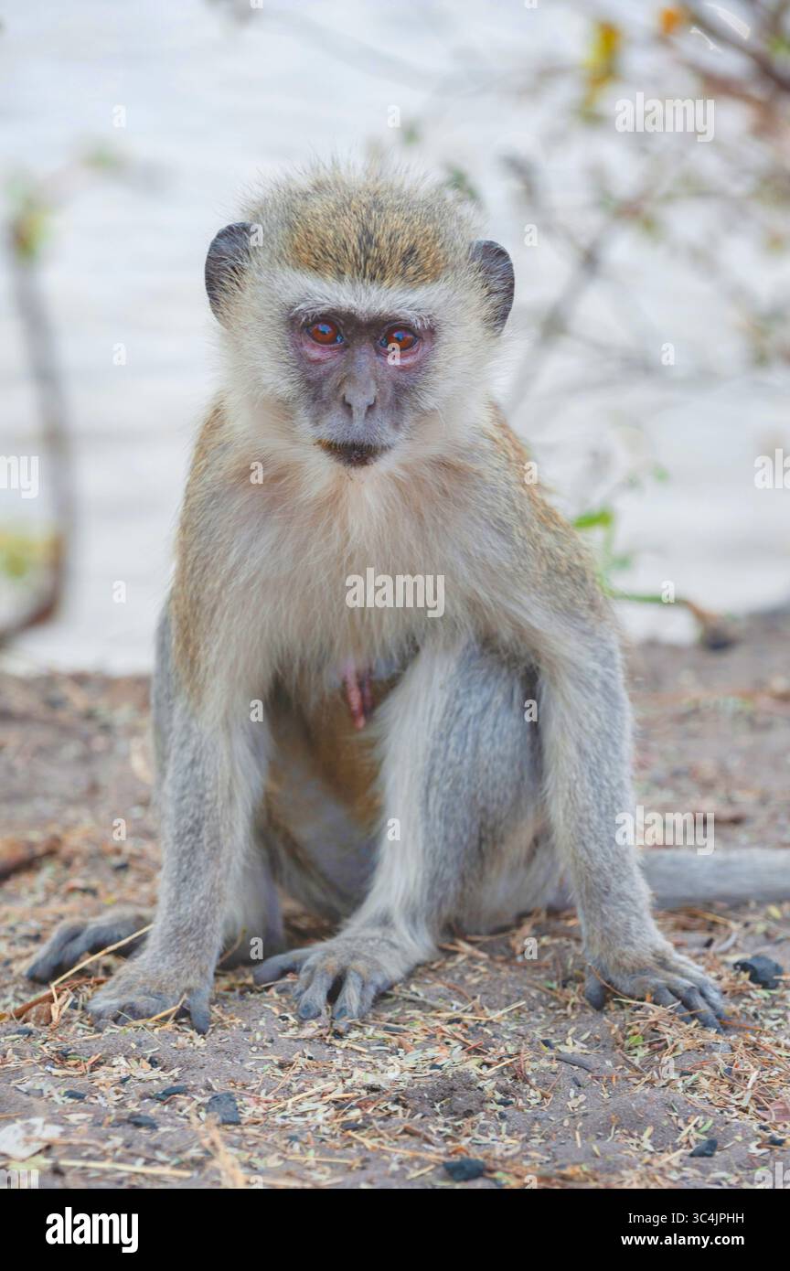 Grivet-Affe, Savanna-Affe, Grüner Affe, Rotvetaffen (Cercopithecus aethiops), sitzend auf dem Boden, Botswana, Chobe Nationalpark, Kasane Stockfoto
