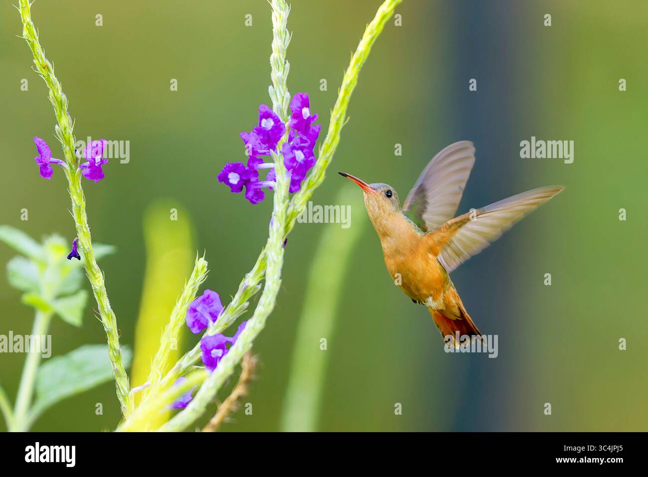 Zimt-Kolibri (Amazilia rutila), fliegt vor Porterweed-Blumen, will Nektar saugen, Costa Rica, Puntarenas, Tarcoles Stockfoto