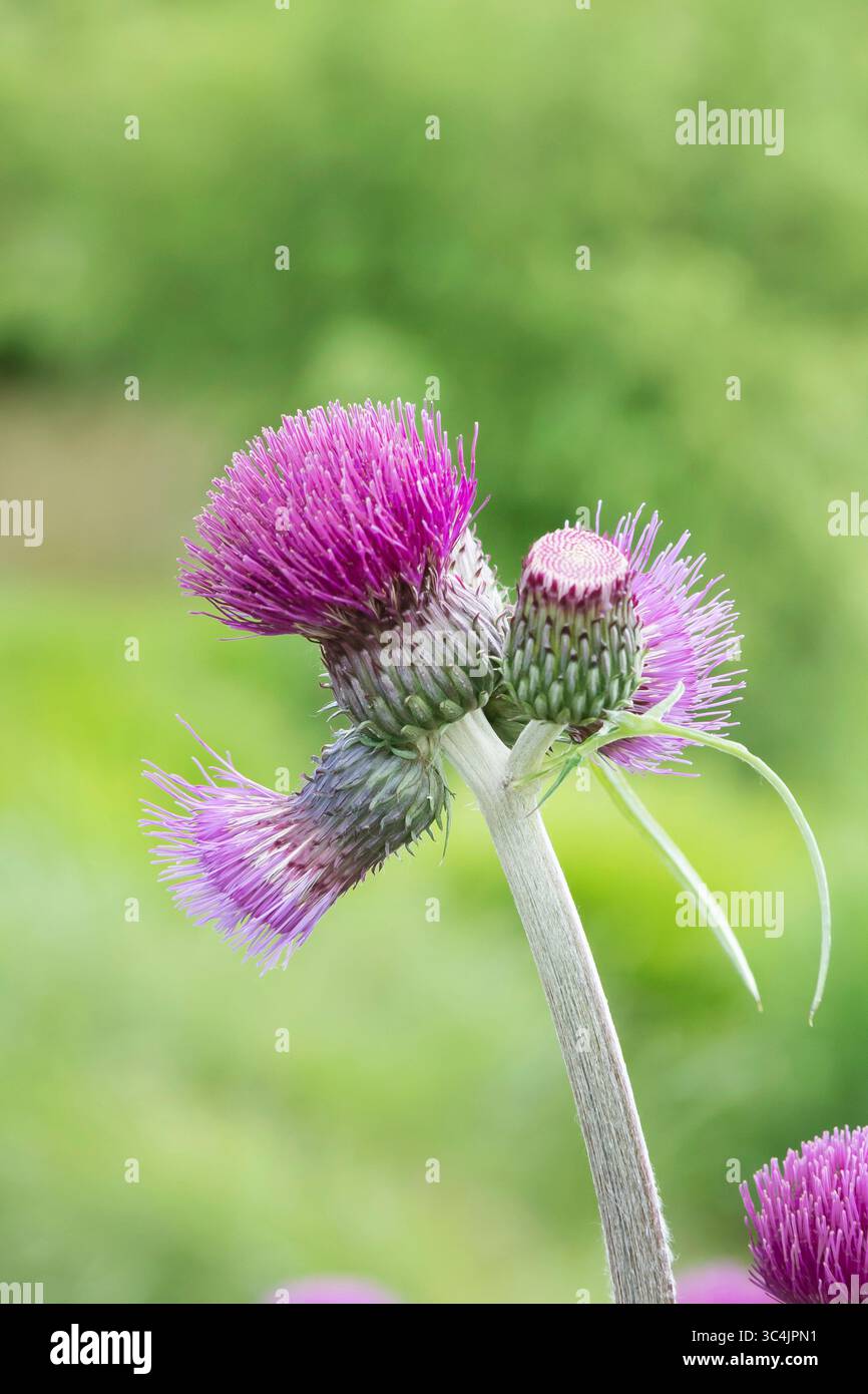 Bachdistel (Cirsium rivulare „Trevors Blue Wonder“, Cirsium rivulare Trevors Blue Wonder), blühende Sorte Trevors Blue Wonder Stockfoto
