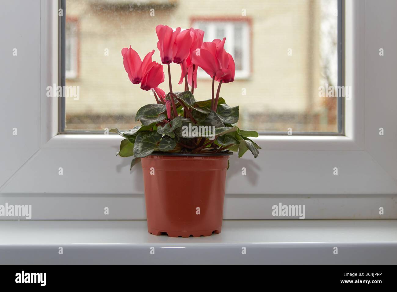 cyclamen in einem Blumentopf im Zimmer auf der Fensterbank Stockfoto