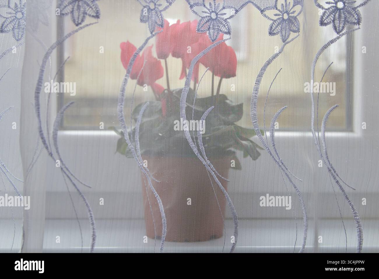 cyclamen Blume auf der Fensterbank hinter dem Tüll Stockfoto