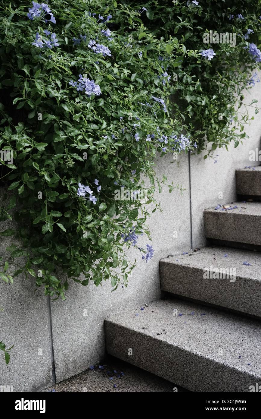Organische echte Foto aufgenommen blaue Blumen plumbago Botanik Outdoor Treppen natürliche urbane Design Ästhetik Stockfoto