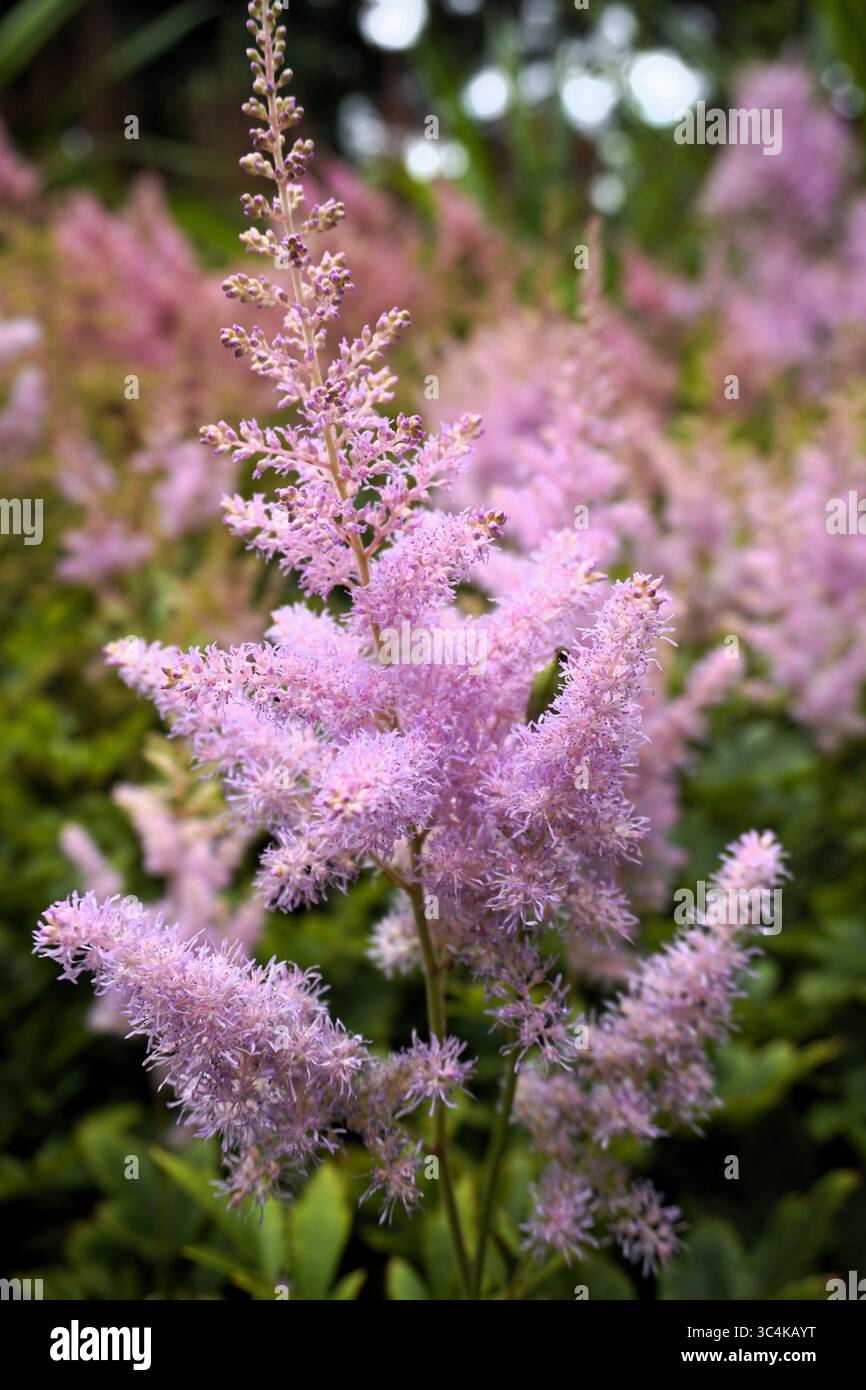 Vertikale Nahaufnahme einer Astilbe chinensis, auch bekannt als chinesische astilbe oder falscher Ziegenbart, eine Pflanze aus der Familie der Saxfrage, die in schattigen Gärten wächst Stockfoto