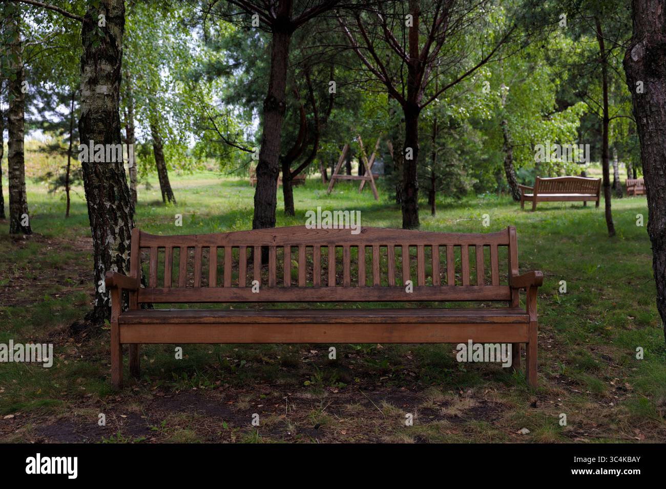 Eine ruhige Holzbank in einem üppigen grünen Park, umgeben von majestätischen Bäumen und einer friedlichen Umgebung, perfekt für Entspannung und Reflexion auf einem Stockfoto