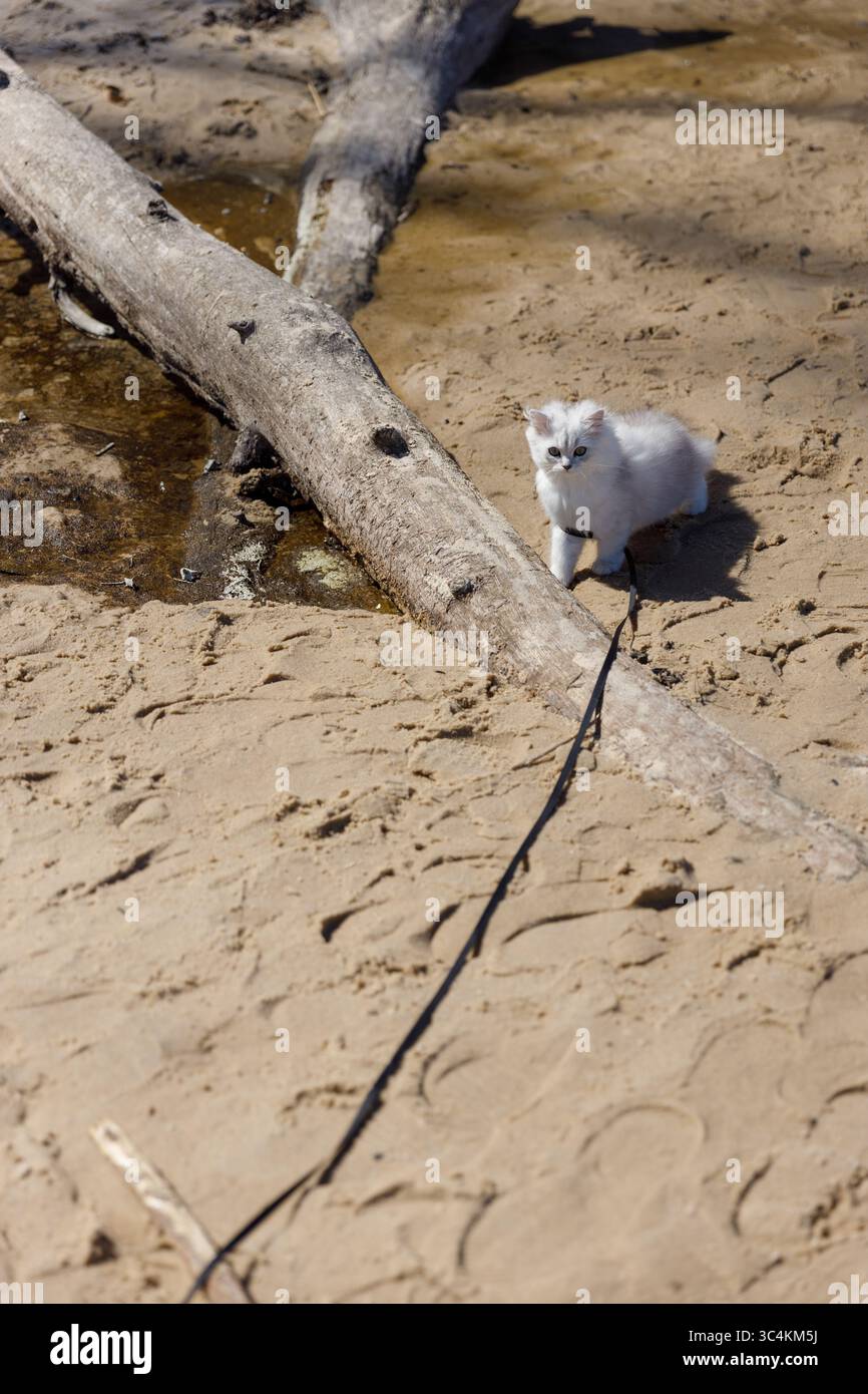 Abenteuerlustige Katze, die den Sandstrand zwischen Baumstämmen und natürlicher Schönheit erforscht, faszinierende Szenerie der Neugier der Katze in einer ruhigen Umgebung im Freien in der Nähe Stockfoto