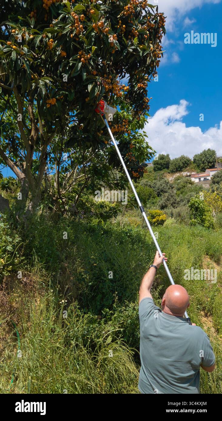 Mann pflückt Früchte von einem Loquatbaum mit einem Werkzeug auf dem Feld, Outdoor-Aktivitäten in der Natur - Smartphone-aufgenommenes Stockfoto