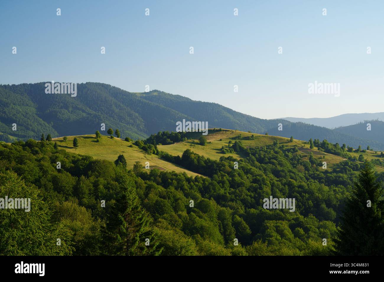 Sonniger Sommermorgen in den Karpaten. Im Vordergrund ist ein dichter grüner Wald, dann - sanfte Hügel mit Wiesen, einzelne Bäume und Wege Wind Stockfoto