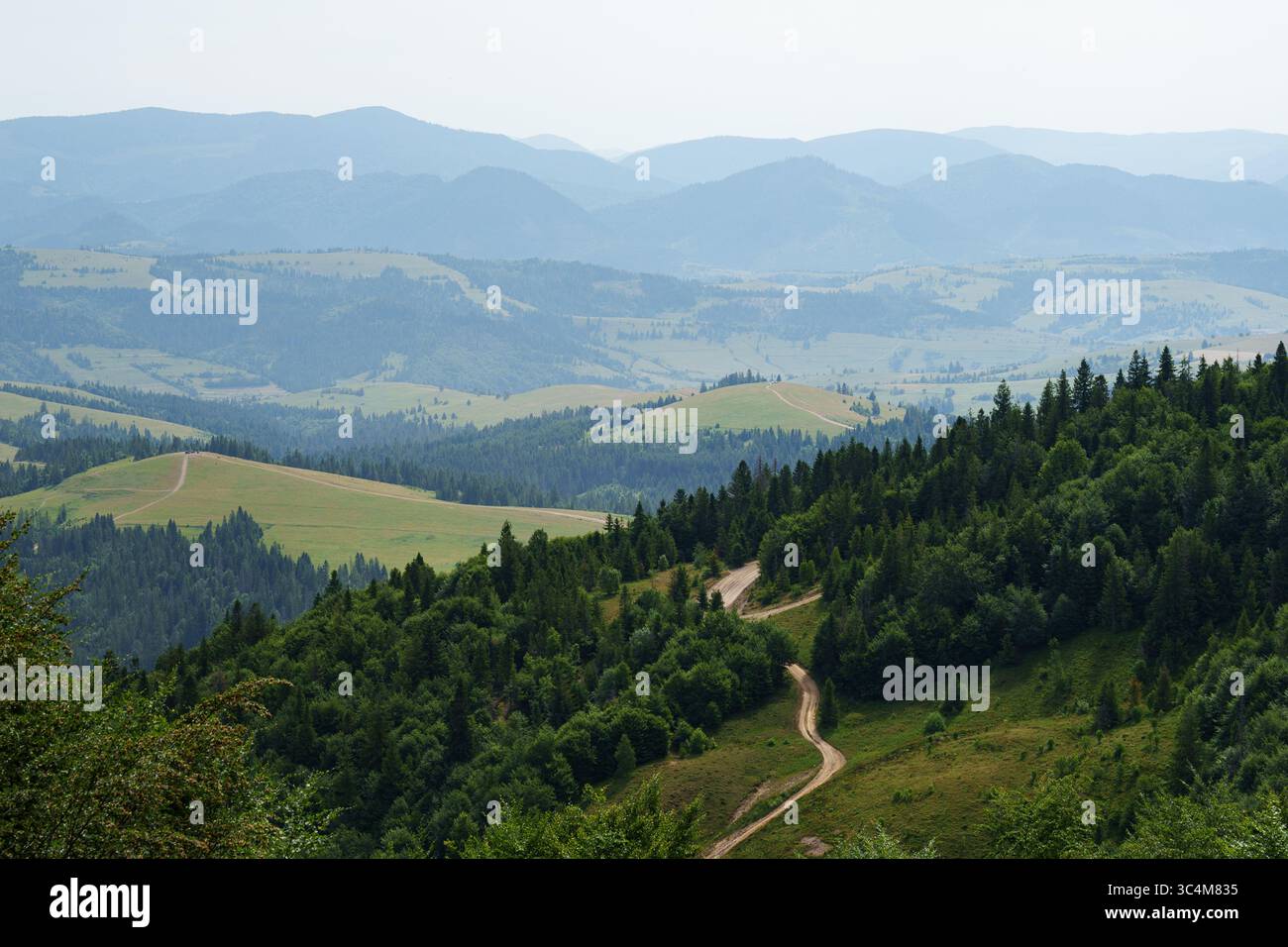 Sonniger Sommermorgen in den Karpaten. Im Vordergrund ist ein dichter grüner Wald, dann - sanfte Hügel mit Wiesen, einzelne Bäume und Wege Wind Stockfoto
