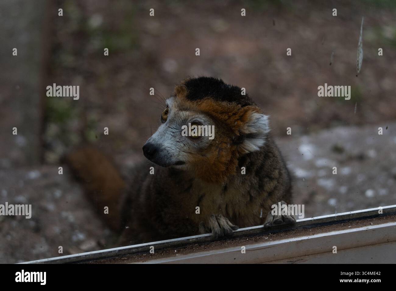 Zoo-Tiere Stockfoto