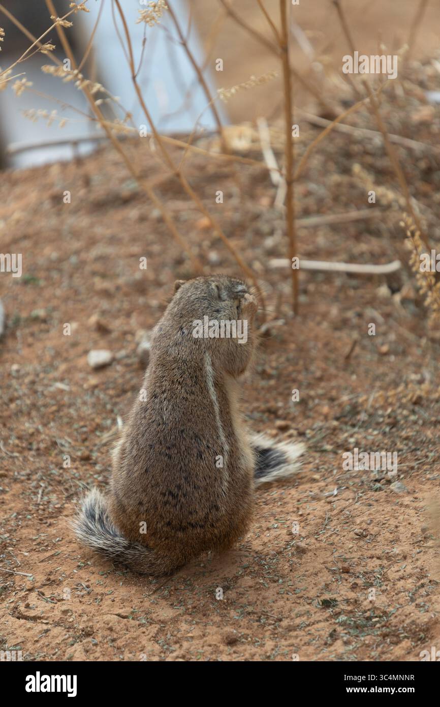 Zoo-Tiere Stockfoto