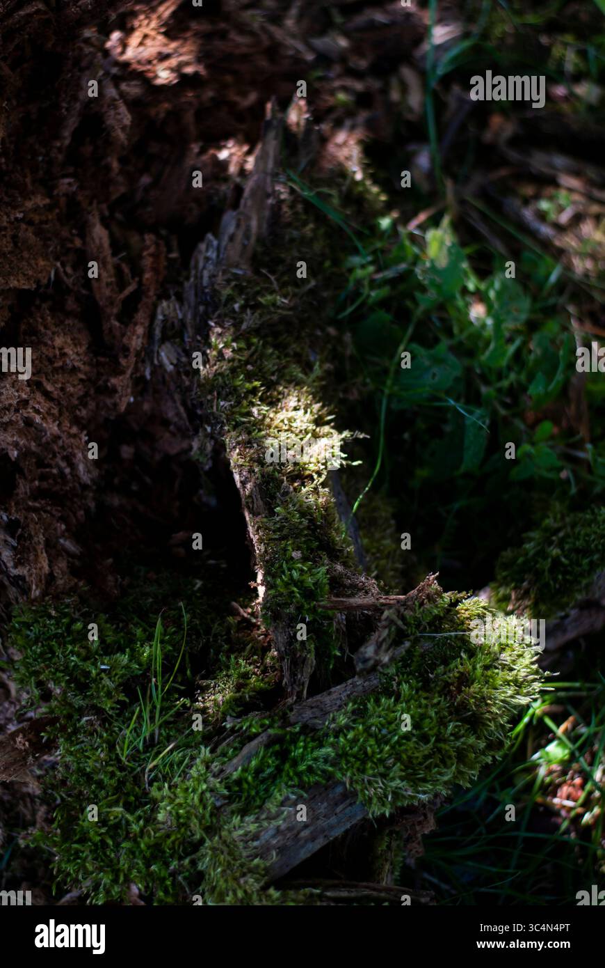 Ein Baumstumpf leuchtet sanft unter einem Sonnenstrahl im stillen Wald. Stockfoto