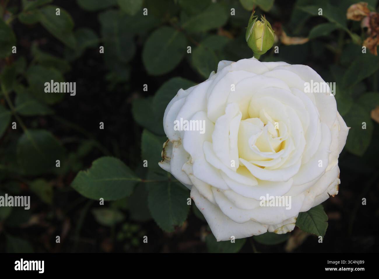 Eine weiße Rose in Blüte vor einem Hintergrund aus grünen Blättern. Stockfoto