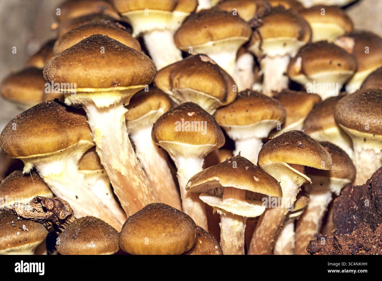 Pilze Armillaria ostoyae eine Art in der Ordnung Agaricales wachsen Auf einem alten, geschnittenen Stamm eines Medlar-Baumes, Makro schließen Nach oben Stockfoto