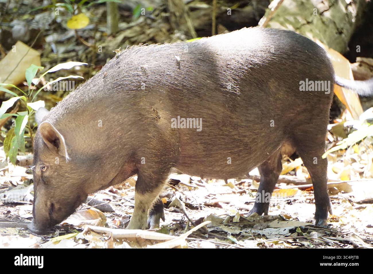 Wildschwein in Erwachsenengröße mit dünnem schwarzem Haar, schnüffelt am Boden nach Nahrung Stockfoto