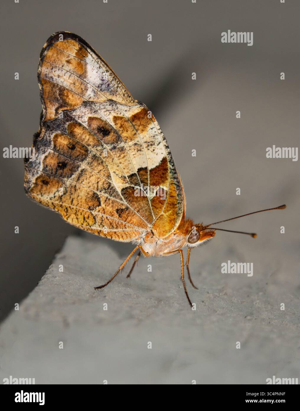 Nahaufnahme eines vielfach gefalteten fritillarischen Schmetterlings in Ruhe mit nach oben gefalteten Flügeln Stockfoto