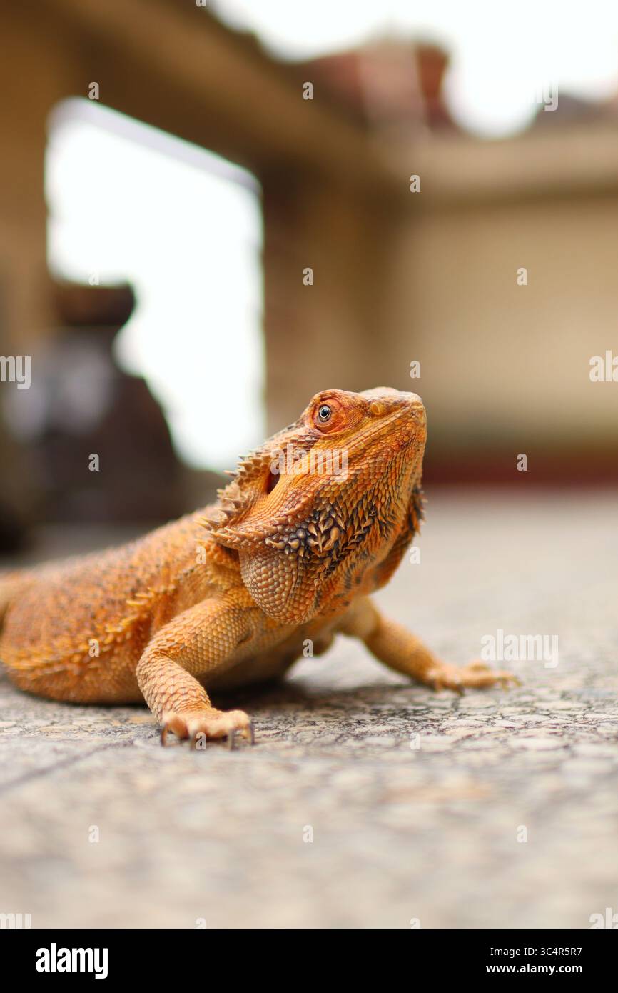 Bärtiger Drache, der sich auf dem Balkon sonnt. Im Hintergrund blühende Blumen. Stockfoto