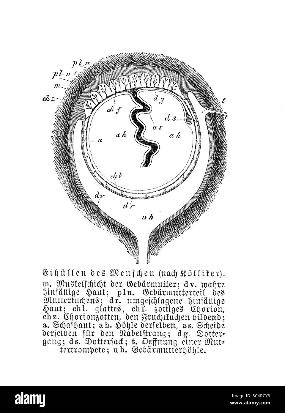 Embryologie: Menschliches Ei-Integument mit deutschen Beschreibungen, Stich aus dem 19. Jahrhundert Stockfoto