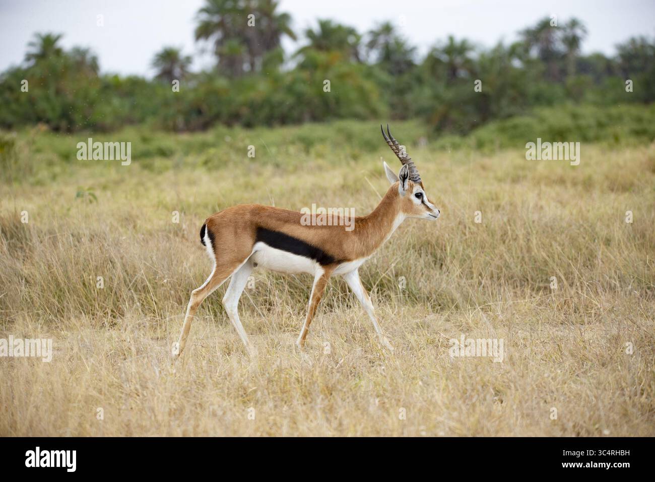 Der Blick auf eine Thomson's Gazelle zieht sich anmutig durch die sonnengeküsste Savanne, deren schlankes Fell einen auffälligen Kontrast zu den goldenen Gräsern bildet, Kimana, Kajiado County, Kenia. Stockfoto