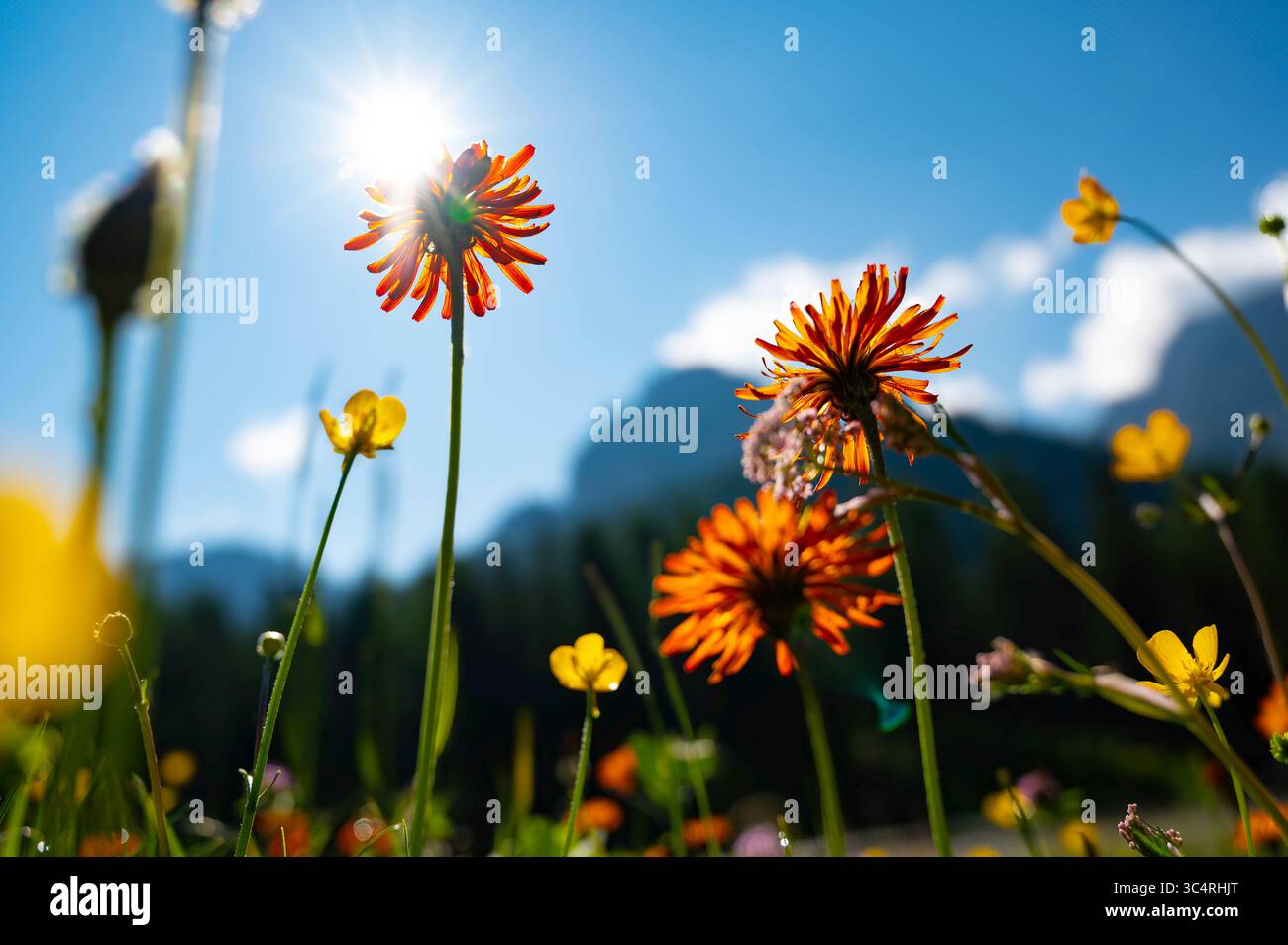 Blühender goldener Karettkraut oder Pippau (Crepis aurea) in den BergDolomiten, Alpen Südtirol im Sommer morgens. Stockfoto