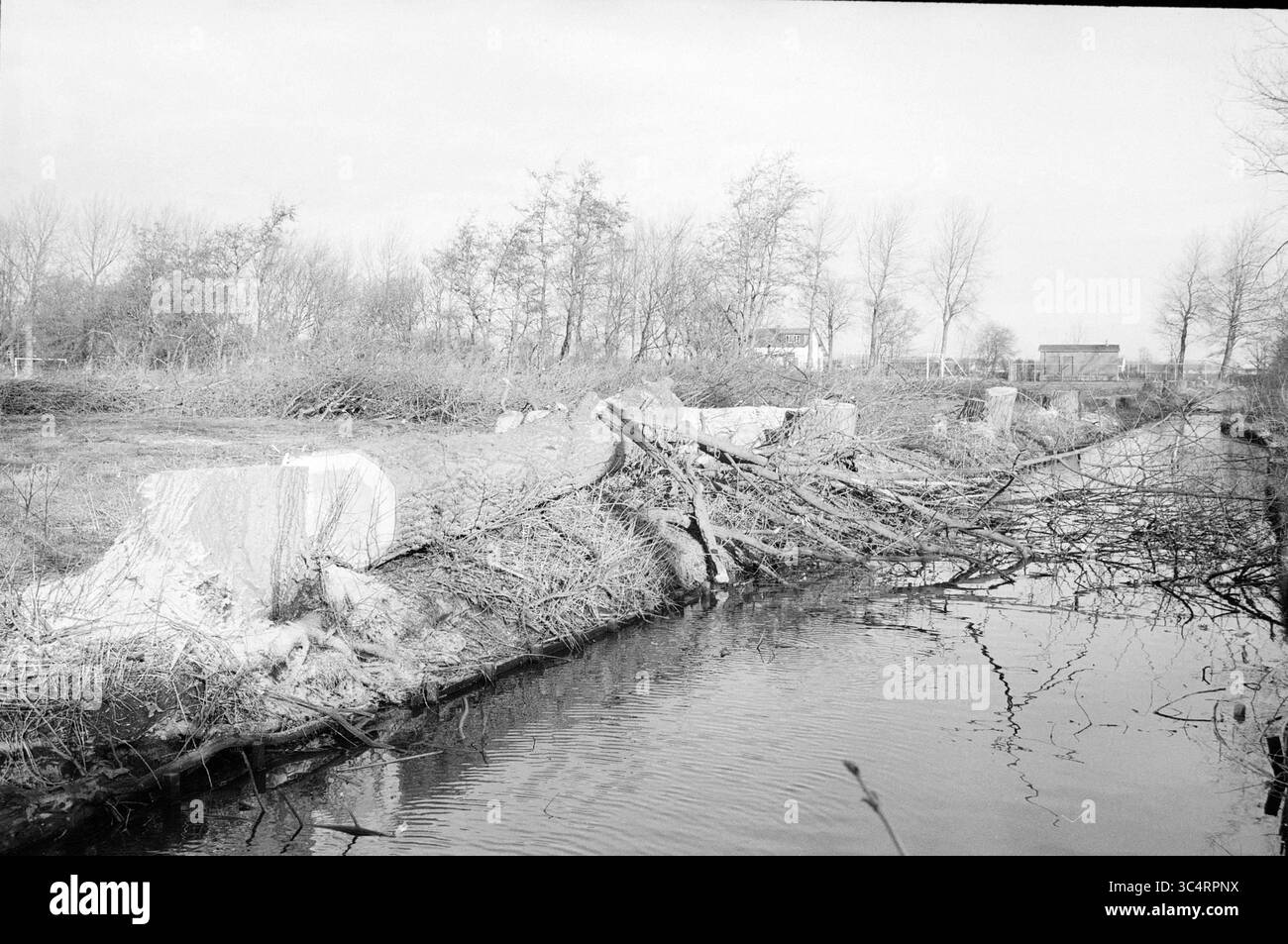 Bäume Fällen, Walkslootlaan, Hillegom, Bäume, Hillegom, Valckslootlaan, 23-01-1986 Whizgle News, Dutch Desk, Niederlande, 1950-2000 Eine beschauliche Szene mit einem mäandernden Wasserweg, flankiert von einer Bank, die mit abgefallenen Ästen und Baumstämmen übersät ist, umgeben von kargen Bäumen. Die Landschaft deutet auf eine Mischung aus natürlichem Verfall und ruhiger Beharrlichkeit des Wassers inmitten der bewachsenen Überreste der Vegetation hin. Stockfoto