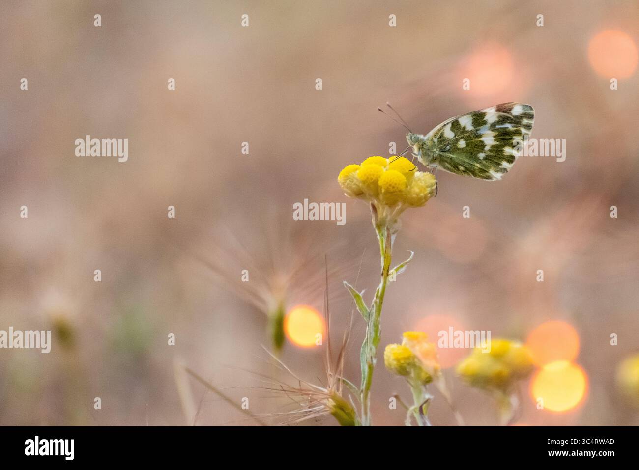 Schmetterling auf gelber Wildblume in einer warmen Sommerlandschaft Stockfoto