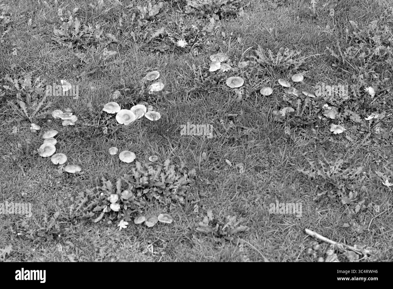 Whizgle News, Dutch Desk, Niederlande, 1950-2000 Eine verstreute Anordnung von Pilzen umgeben von Gras und Löwenzahn, die ein natürliches Muster auf dem Boden erzeugen. Stockfoto
