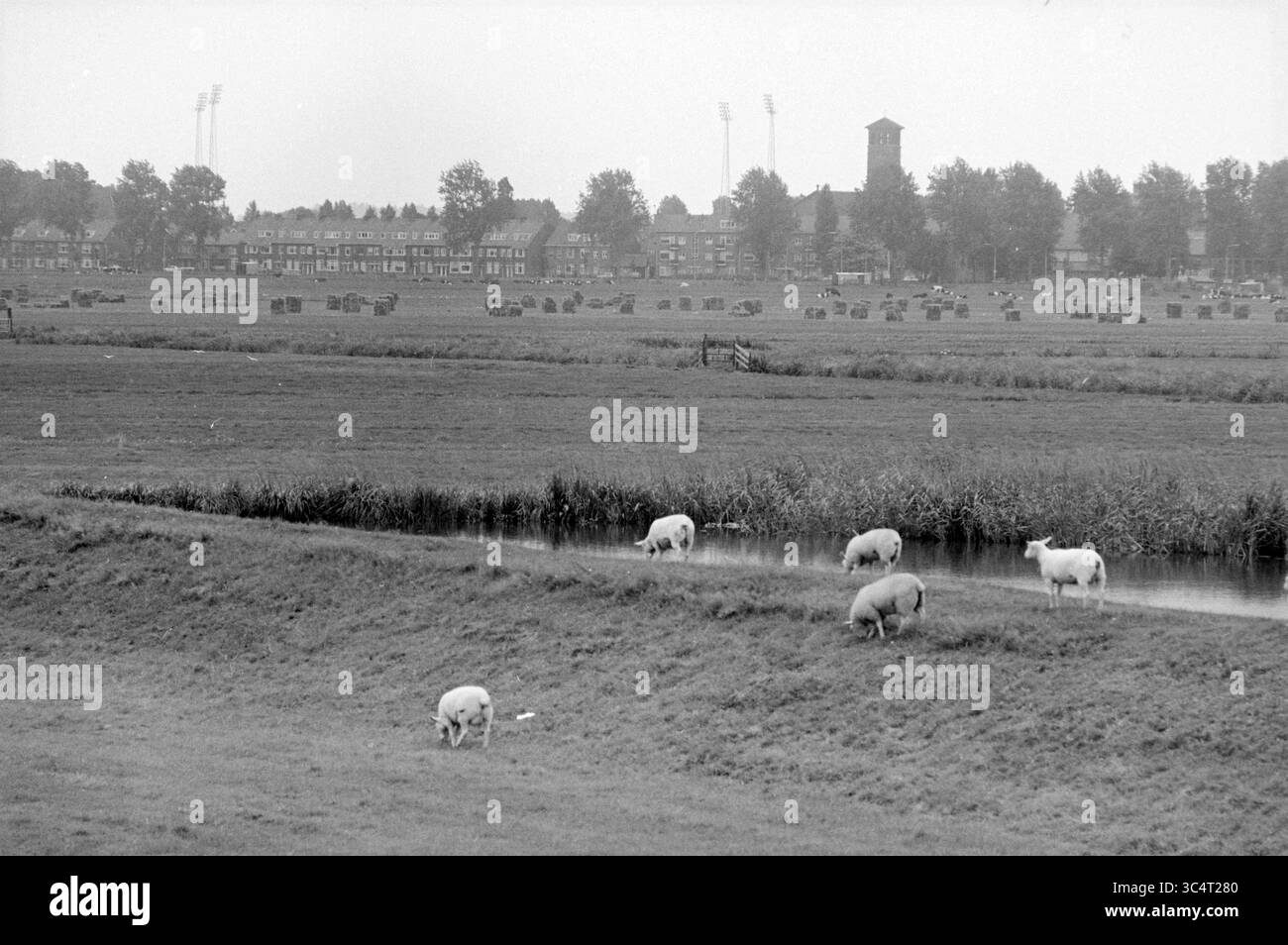 Hekslootpolder with Birds, Birds, 31-07-1985, Whizgle News, Dutch Desk, Niederlande, 1950-2000 Eine ruhige Landschaft mit Schafen, die an einem ruhigen Wasserweg weiden, mit einem Blick auf die Stadt und ihren einzigartigen Turm unter einem weiten Himmel. Stockfoto