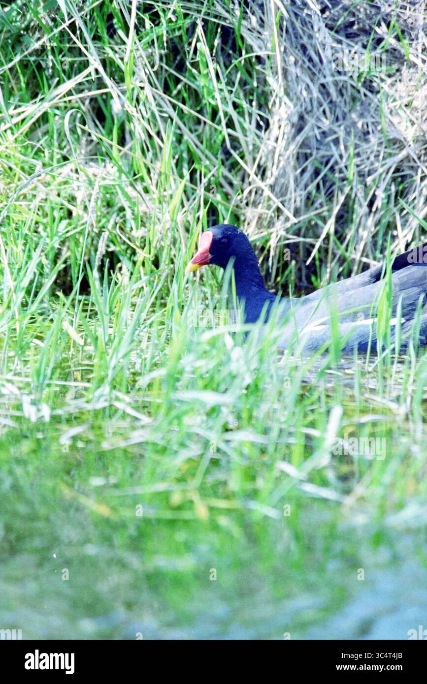 Moorhen Whizgle News, Dutch Desk, Niederlande, 1950-2000 Ein Wasservogel mit einem markanten roten Schnabel ruht zwischen hohen Gräsern in der Nähe des Wasserrandes und fügt sich in seine natürliche Umgebung Ein. Stockfoto
