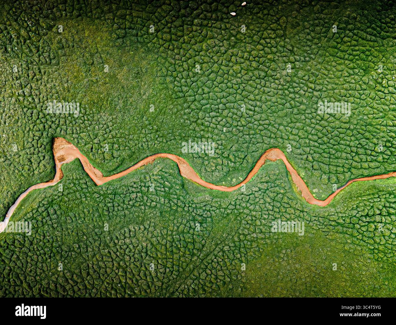 Luftaufnahme eines geschwungenen, sandigen Flusses, der die dunkelgrüne Landschaft trennt und einen starken Kontrast von Farben und Texturen schafft, Hengill, Grímsnes- og Grafningshreppur, Island. Stockfoto