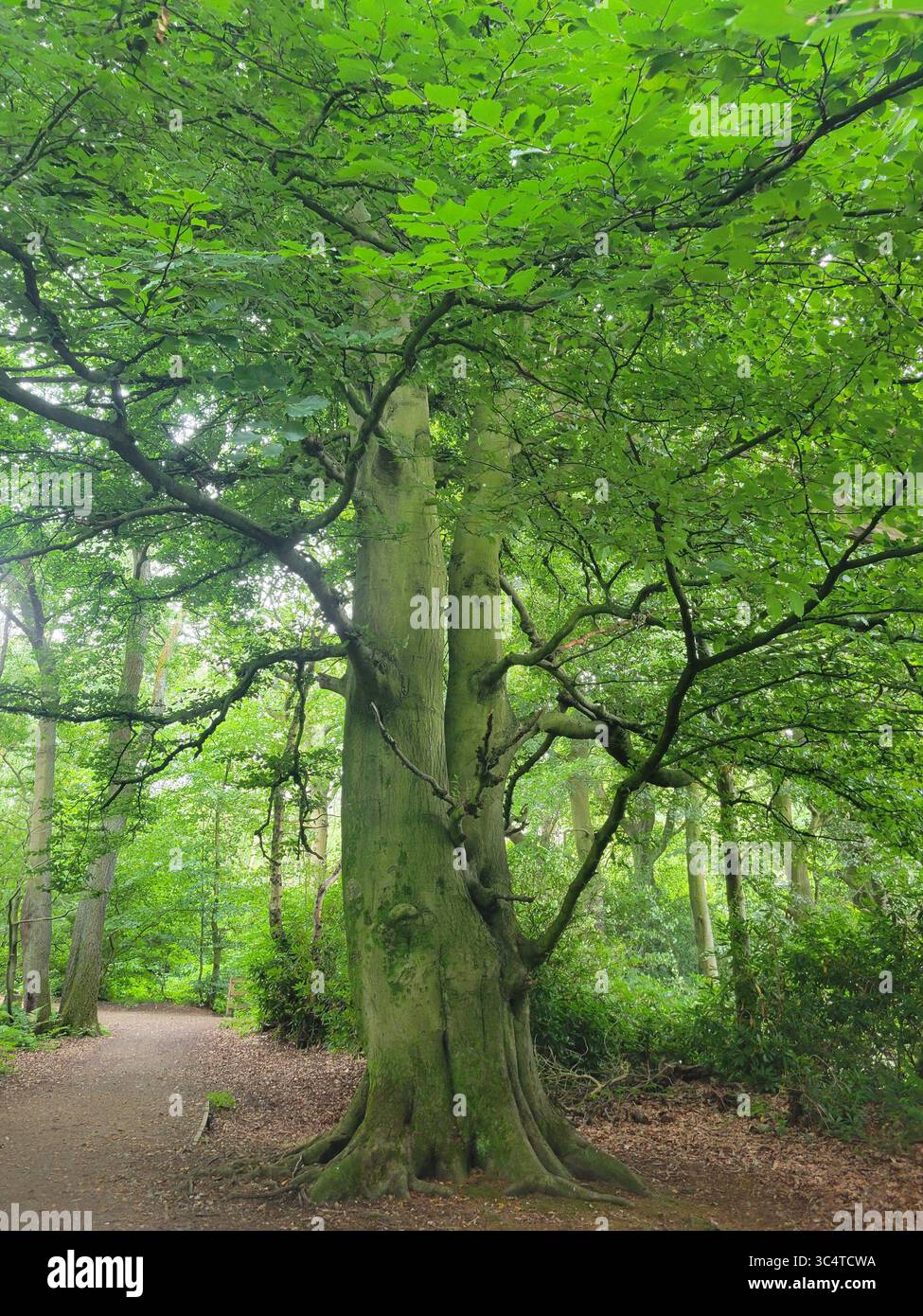 Friedliche Waldszene mit reifem Baum in der Mitte eines grünen Waldweges mit üppig grünem Laub. - Smartphone-aufgenommenes Stockfoto